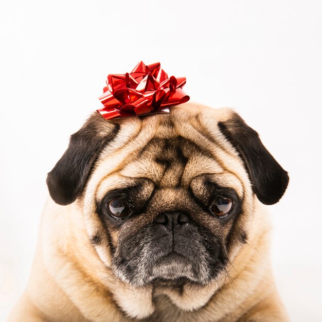 Close up cute pug laying with bow on head