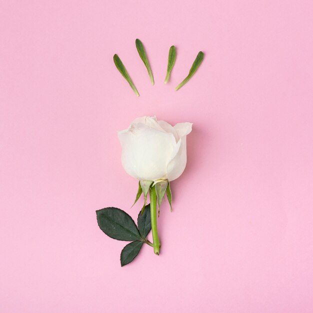 Close-up cute white rose on pink background