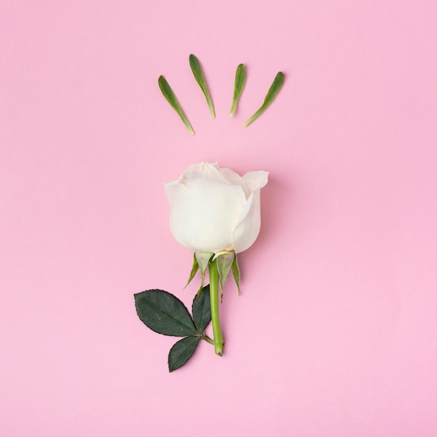 Макро милая белая роза на розовом фоне