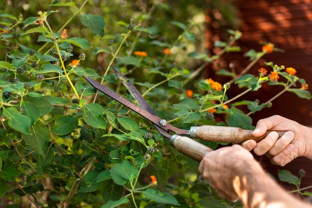 Close up cutting plant leaves