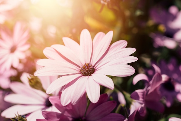 Free photo close up daisies outdoors