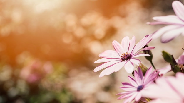 Close up daisies outdoors