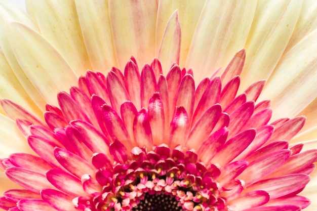 Close-up of daisy flower