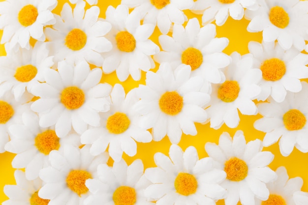 close up of daisy flowers on yellow background