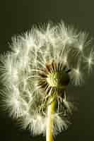 Free photo close-up of dandelion flower