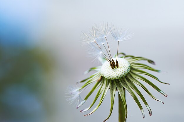 Close up of dandelion head with few fluffy dried dandelion pappus