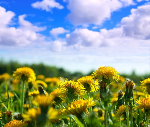 Close up of dandelion meadow