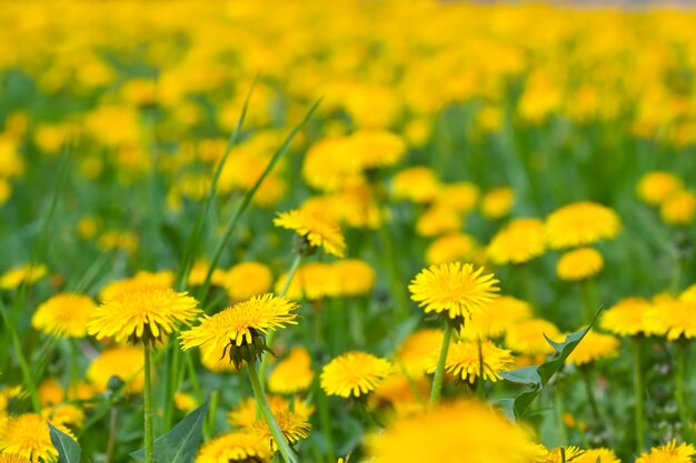 Close up of dandelion meadow