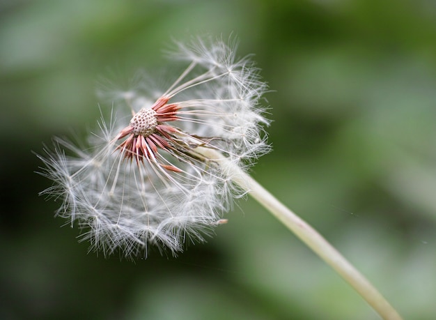 Close-up of dandelion