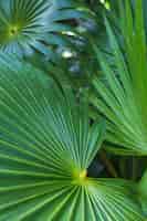 Free photo close-up of dark green tropical palm leaf