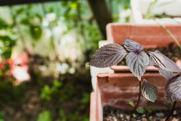 Close up of dark leaves  blurred background