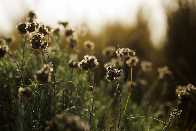 Foto gratuita primo piano, morto, fiori