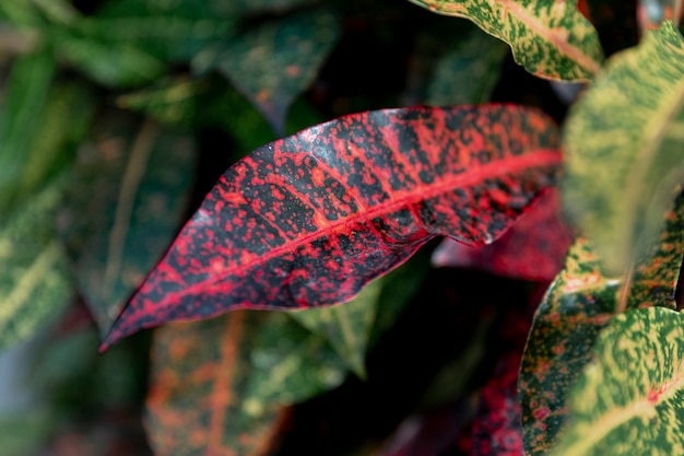 Close-up decoration of beautiful flowers