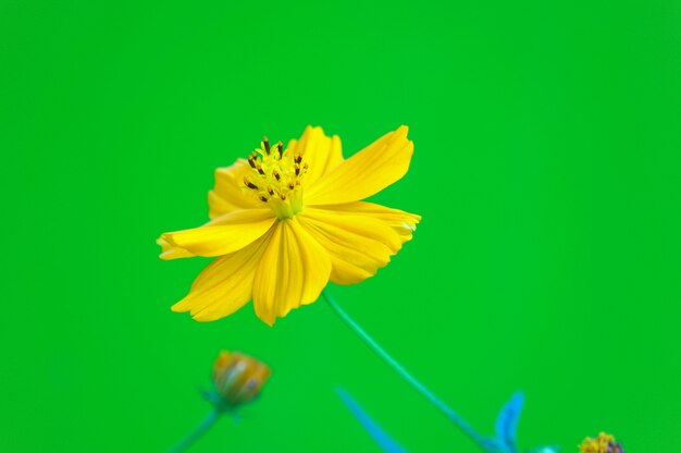 Close-up of decorative flower with stem