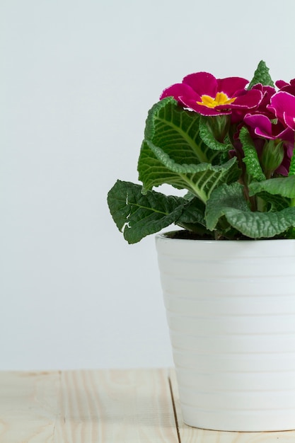 Close-up of decorative flowerpot