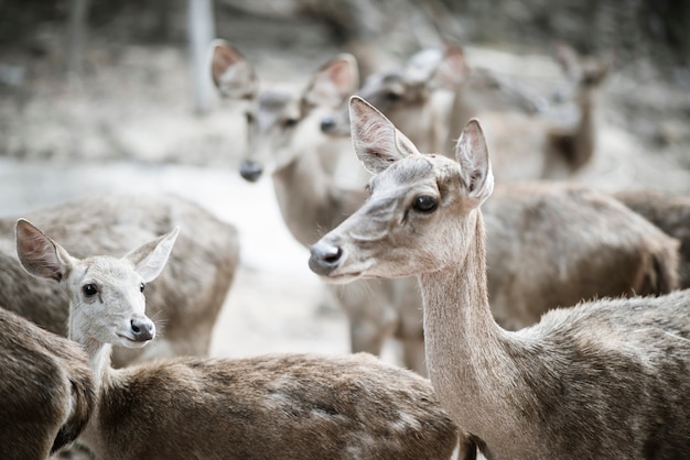 Close up of deer herd. Animals concept.