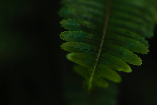 Close-up delicate fern leaf