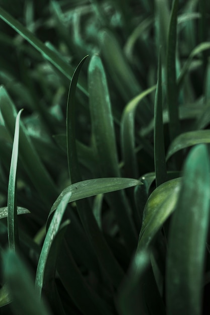 Close-up delicate garden grass