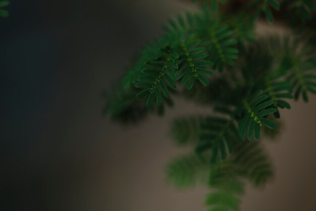 Close-up delicate leaves of tree