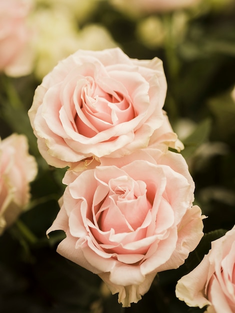 Close up of delicate spring roses