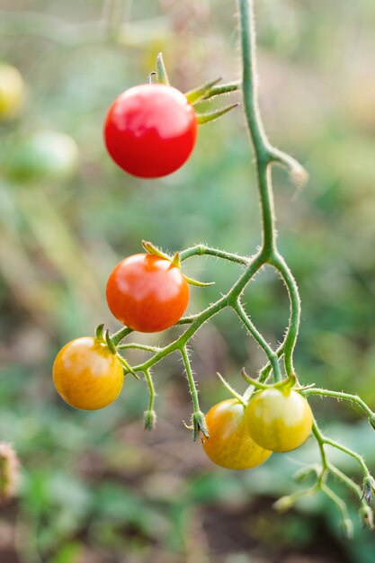 Close-up delicious garden tomatoes