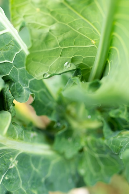 Close-up delicious green salad leaves