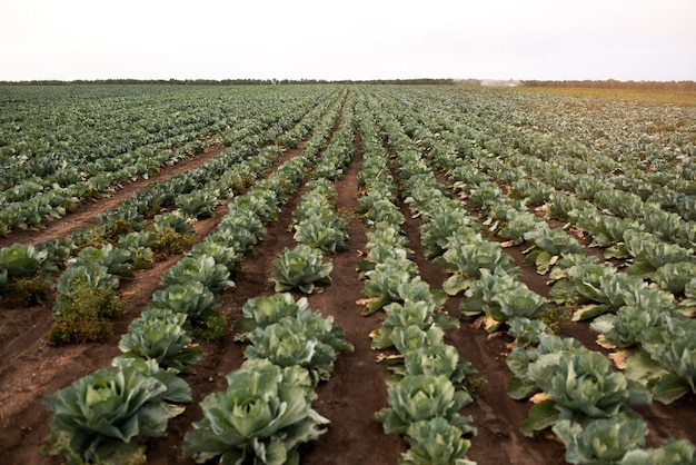 Free photo close up on delicious organic cabbage