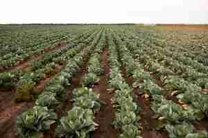 Free photo close up on delicious organic cabbage