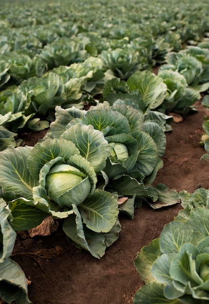 Close up on delicious organic cabbage