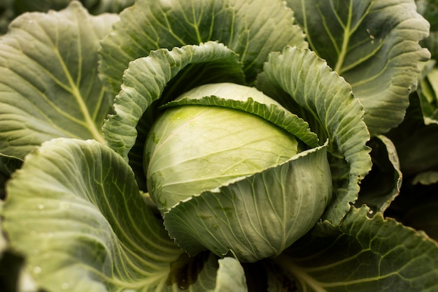 Free photo close up on delicious organic cabbage