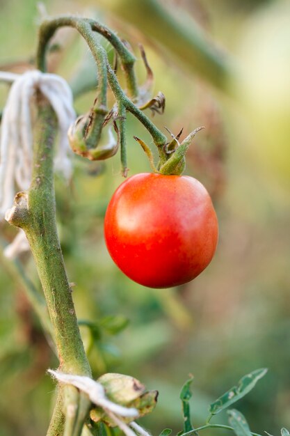 Макро вкусный красный помидор