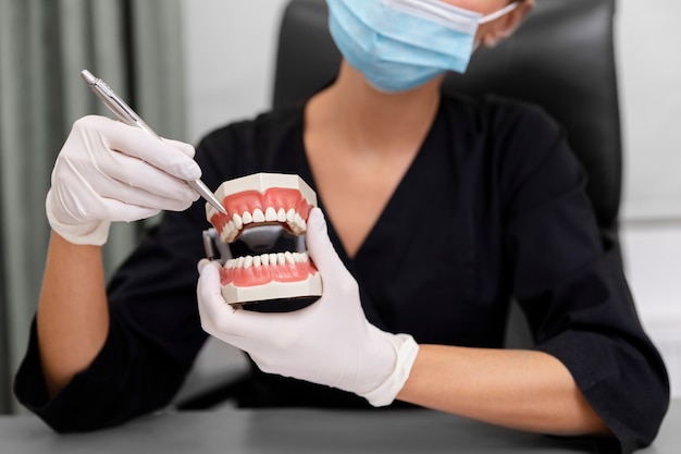 Close up dentist holding teeth model