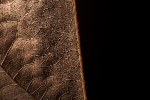 Крупный план текстуры коричневого сухого листа
