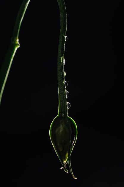 Close-up dew on bud