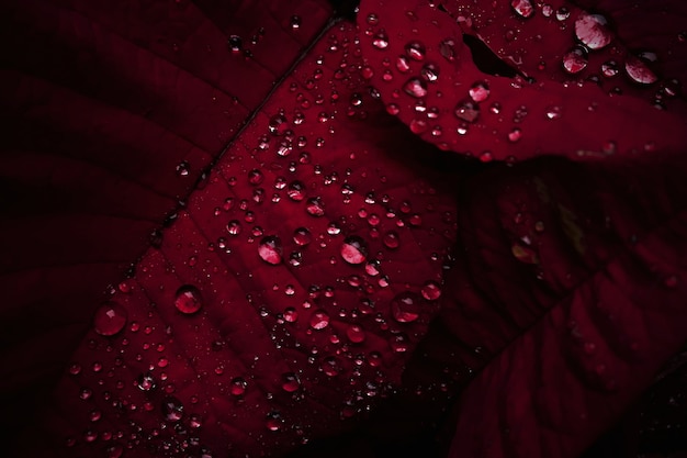 Close-up dew drops on red leaves