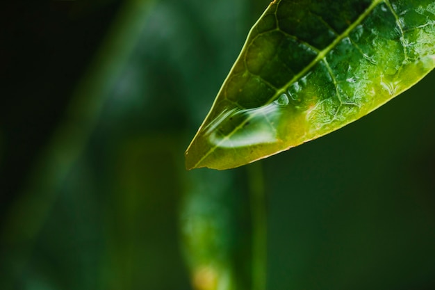 Foto gratuita rugiada di close-up sulla foglia