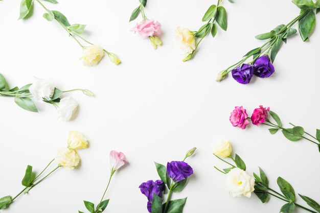 Close-up of different types of flowers on white background