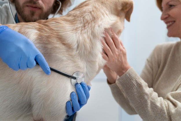 かわいい犬をチェックしている医者をクローズアップ