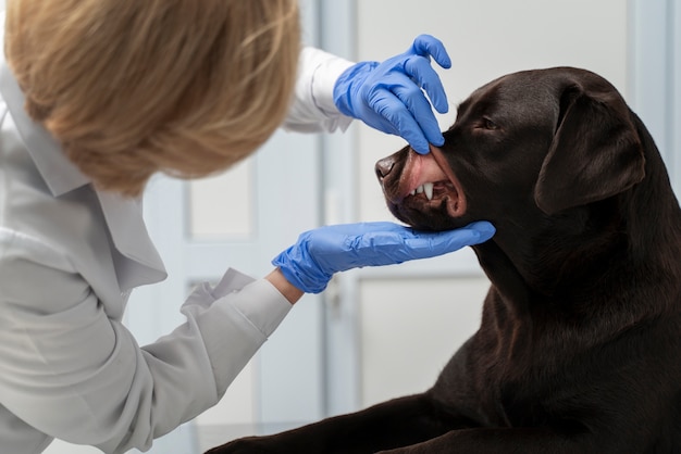 Foto gratuita chiuda sul cane che controlla il medico