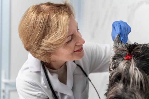 犬をチェックしている医者をクローズアップ