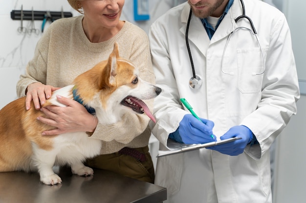 Close up doctor checking dog Premium Photo