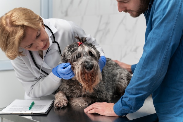 Крупным планом врач осматривает собаку