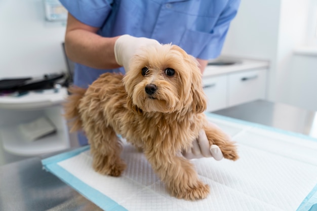 Free photo close up doctor helping dog