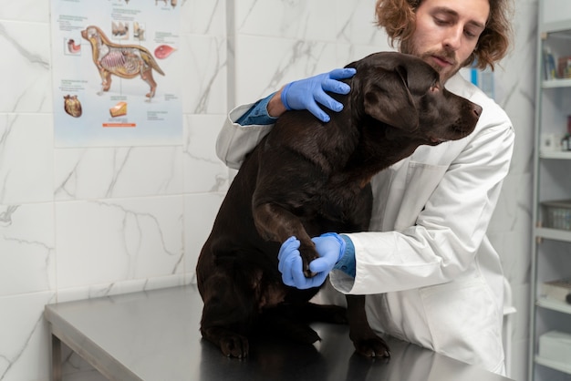 Chiuda sulla zampa del cane della holding del medico