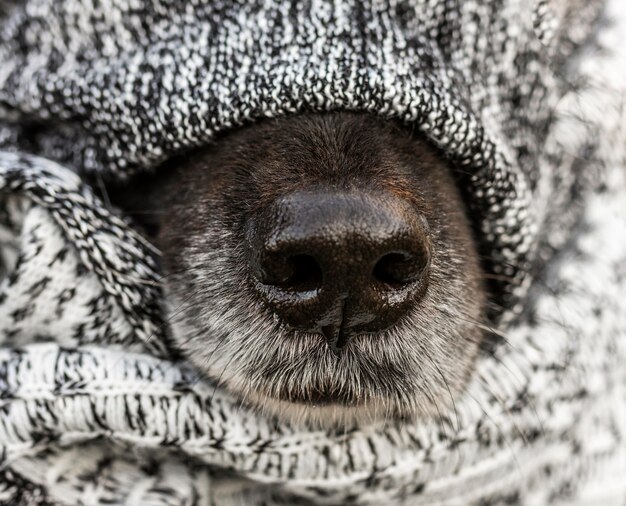 Закройте нос собаки с одеялом