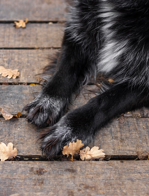 Foto gratuita chiudere le zampe del cane all'aperto