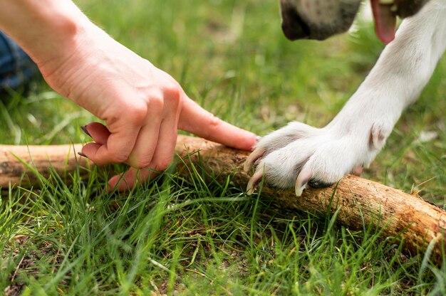 公園の所有者と遊ぶクローズアップ犬