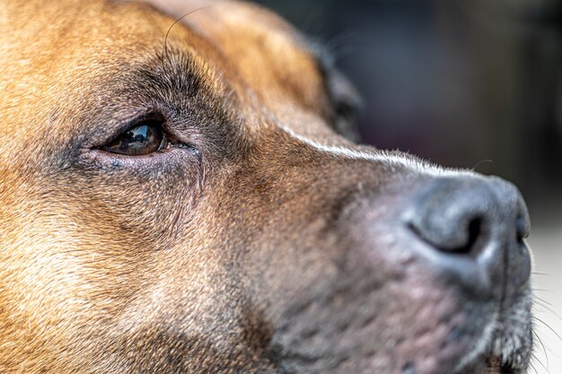 Крупный план носа собаки, часть портрета лабрадора-ретривера.