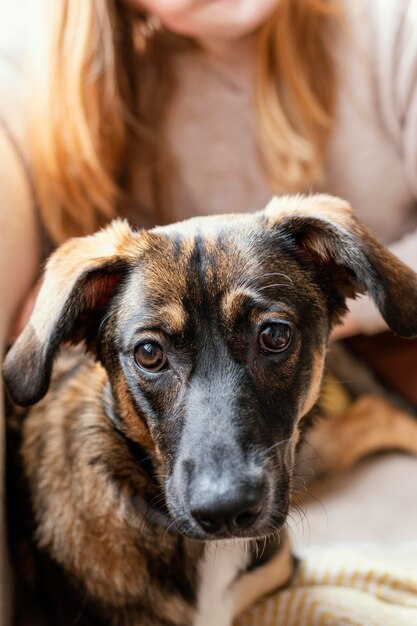 飼い主に座っている犬をクローズアップ