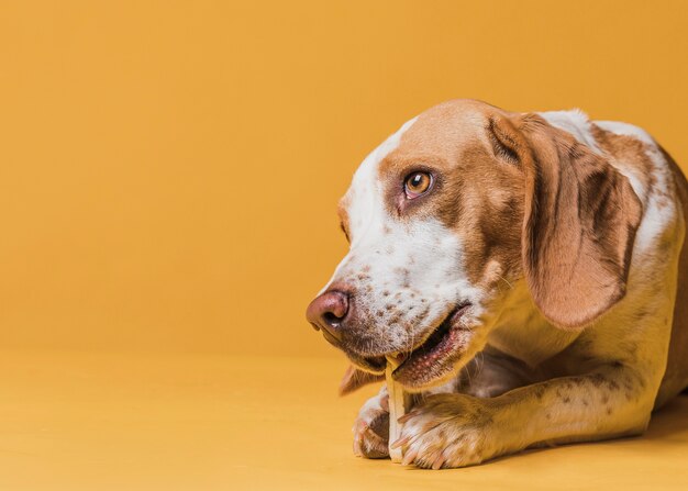 Close-up dog with beautiful eyes eating a bone